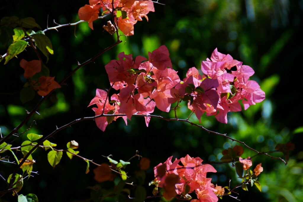 jacobeach information